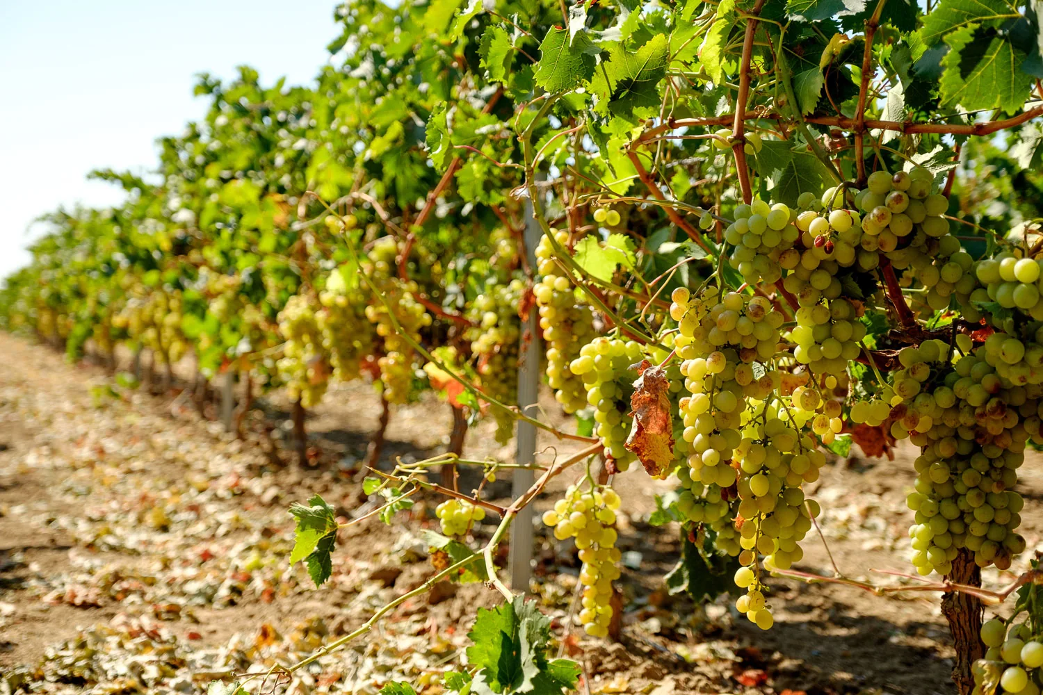 Trauben im Weinberg