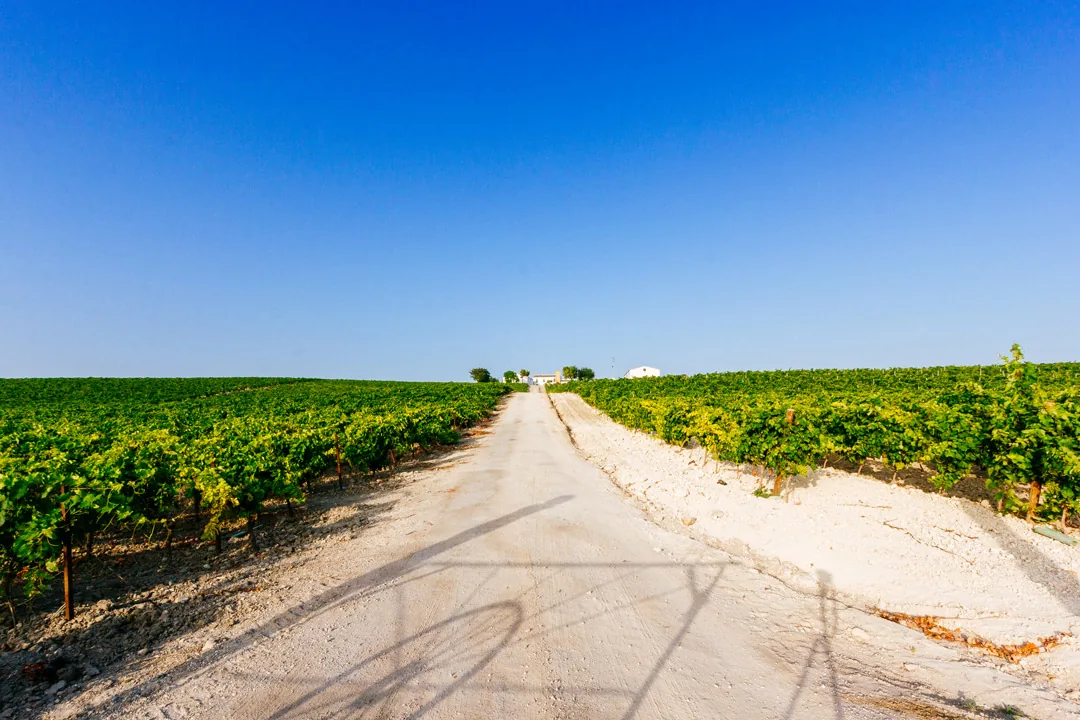 Ein Weg durch die Weinberge von Viña La Torre
