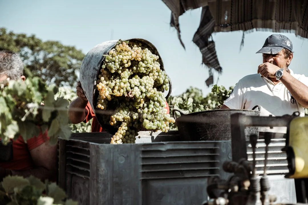 Weinlese in Viña La Torre