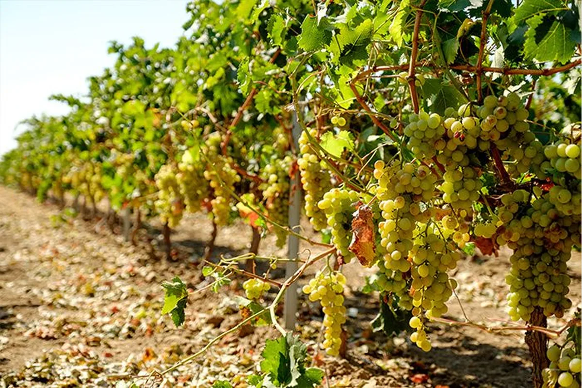 Vino de Jerez: cultura, sabor y consumo responsable